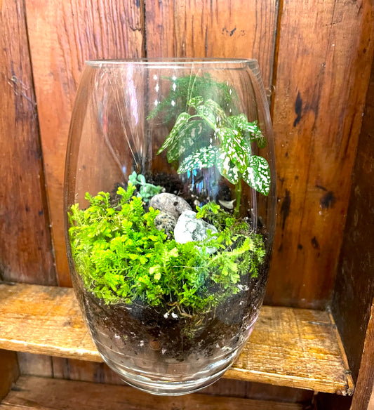 Terrarium - Medium