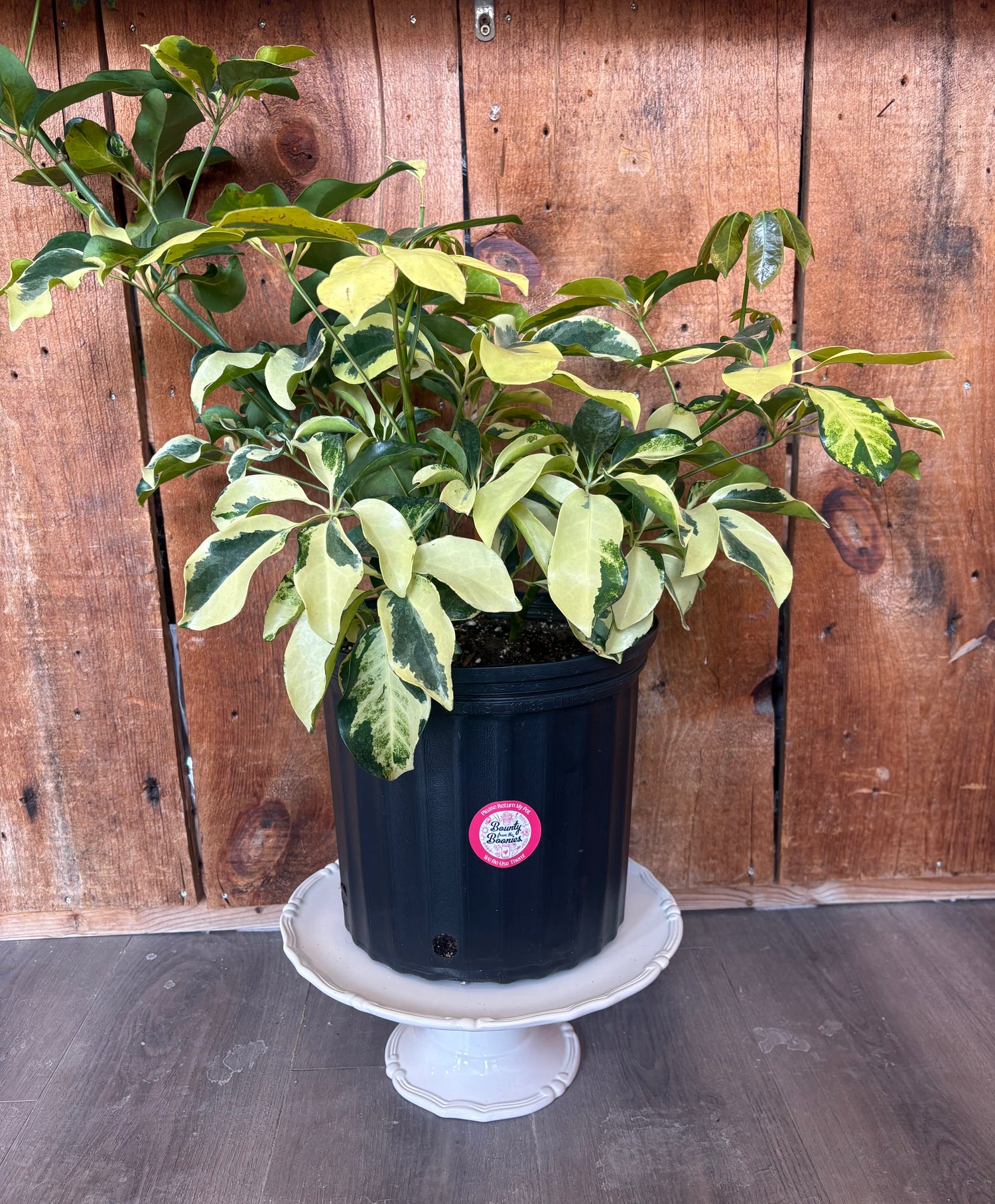 Umbrella Plant - Trinette Variegated Schefflera
