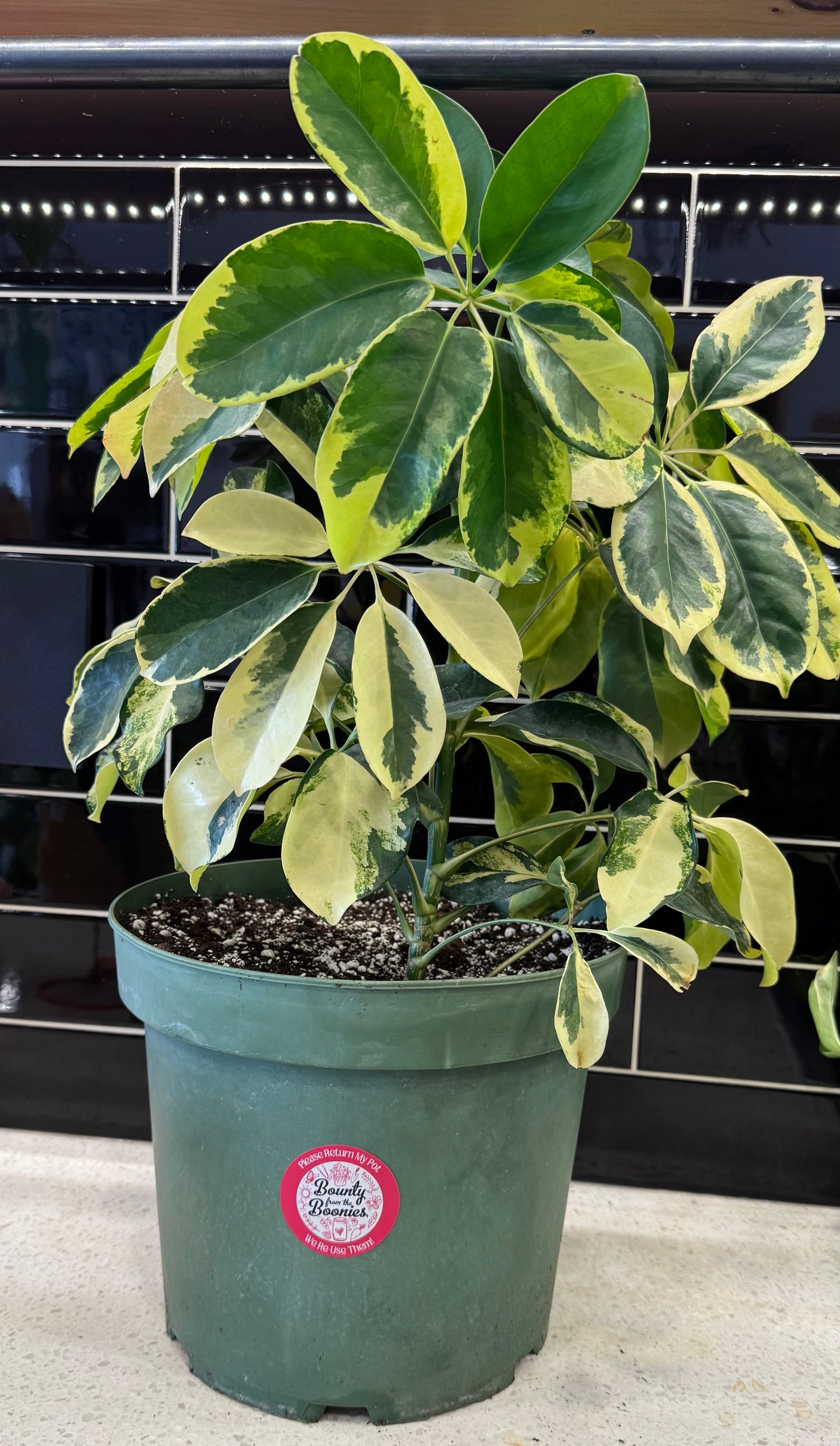 Umbrella Plant - Variegated Schefflera, arboriccola, capella bush