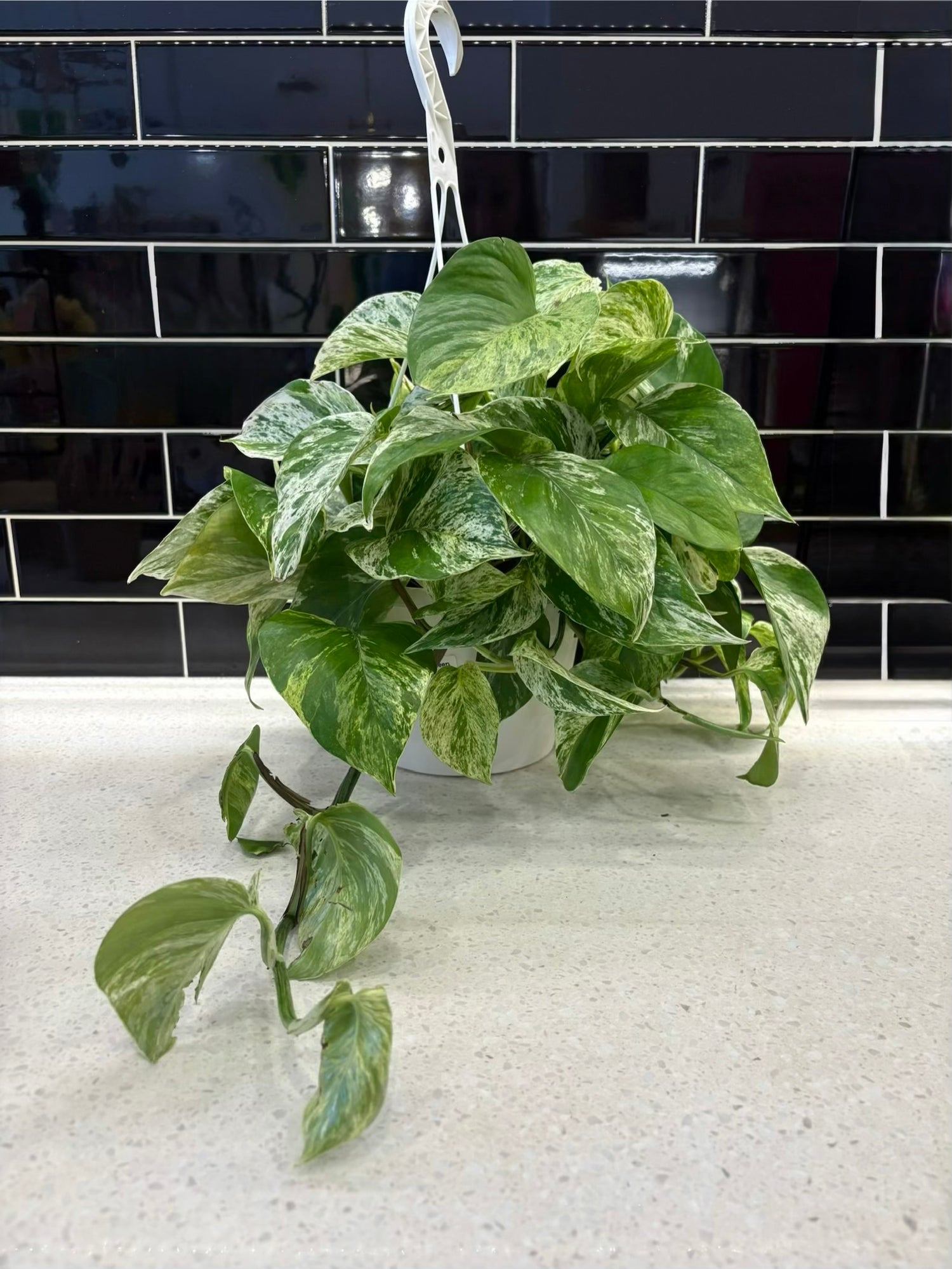 Pothos - Marble Queen