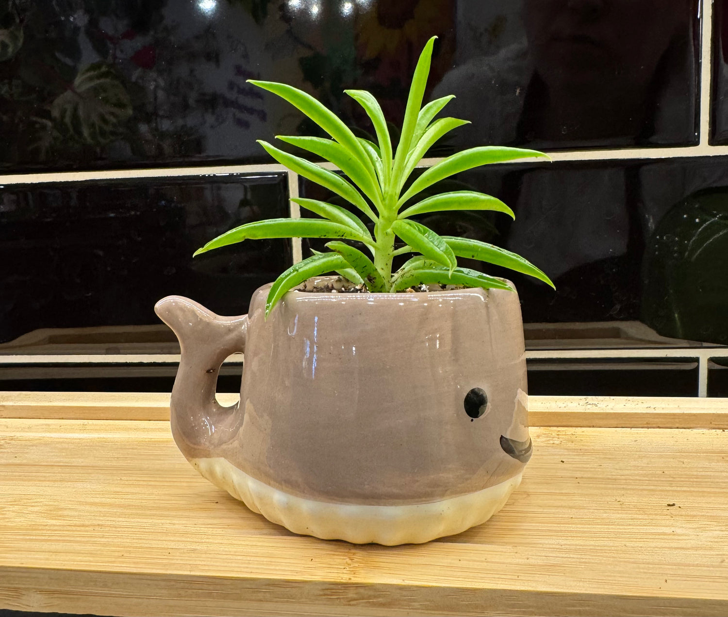 Potted Whale Succulent