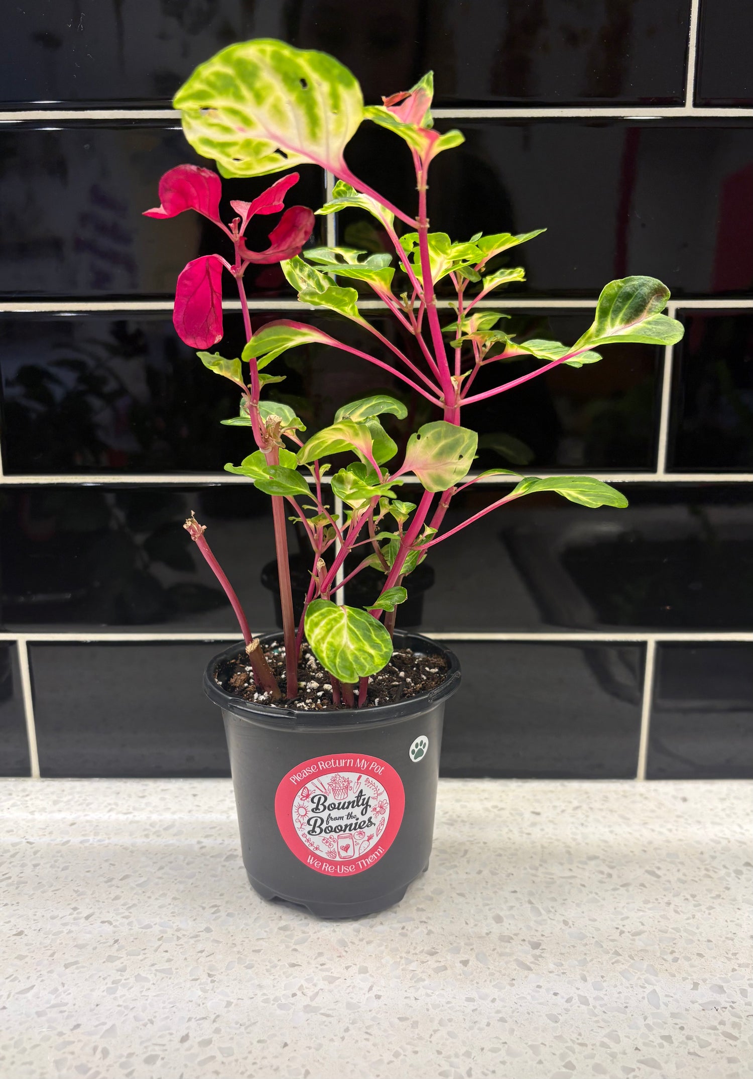 Bloodleaf Herbstii (Hybrid)