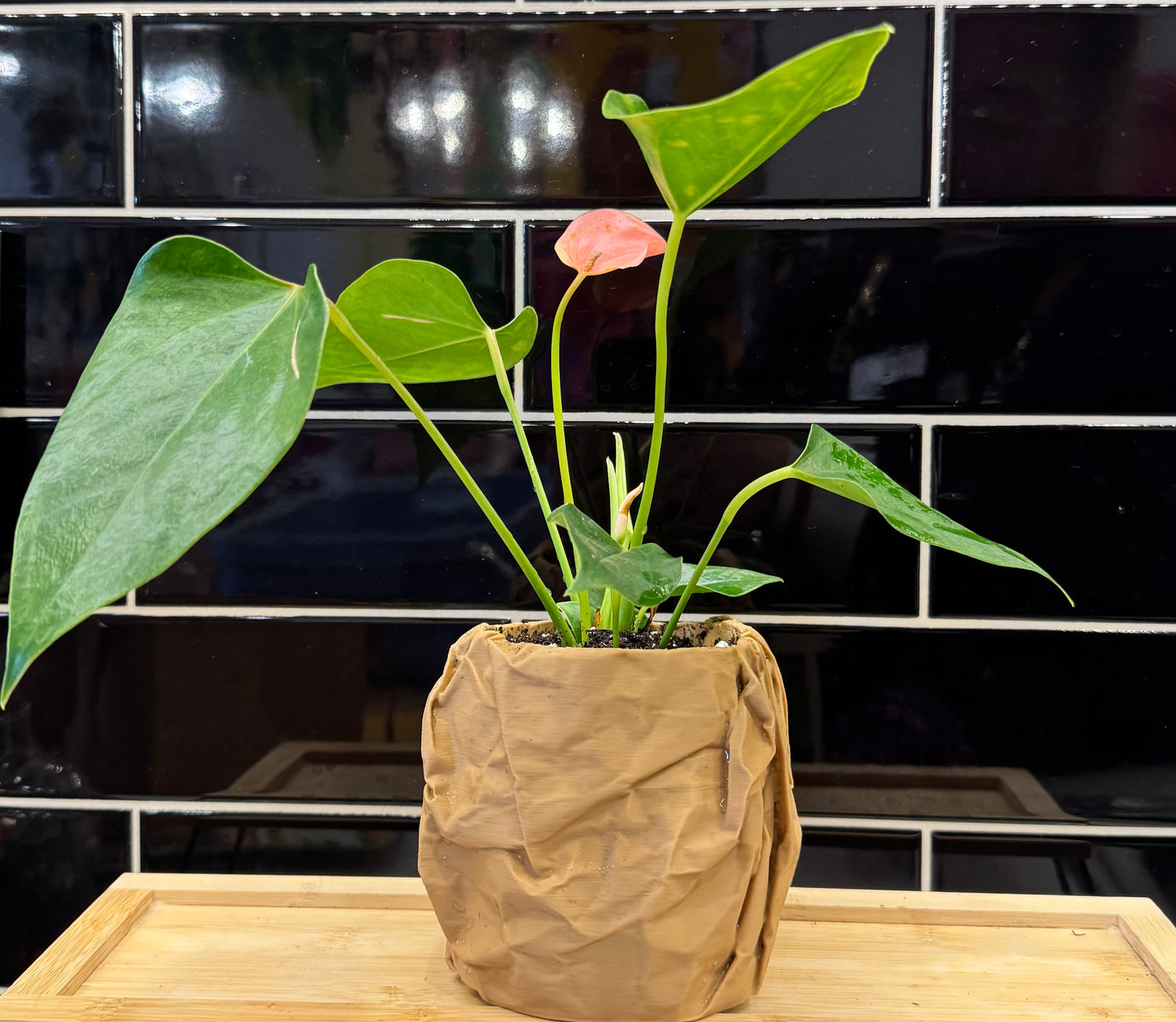 Potted Anthurium in Ux 3D Paper Bag Princess Pot