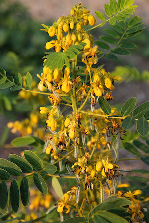 Wild Senna, Senna Hebecarpa - Seeds