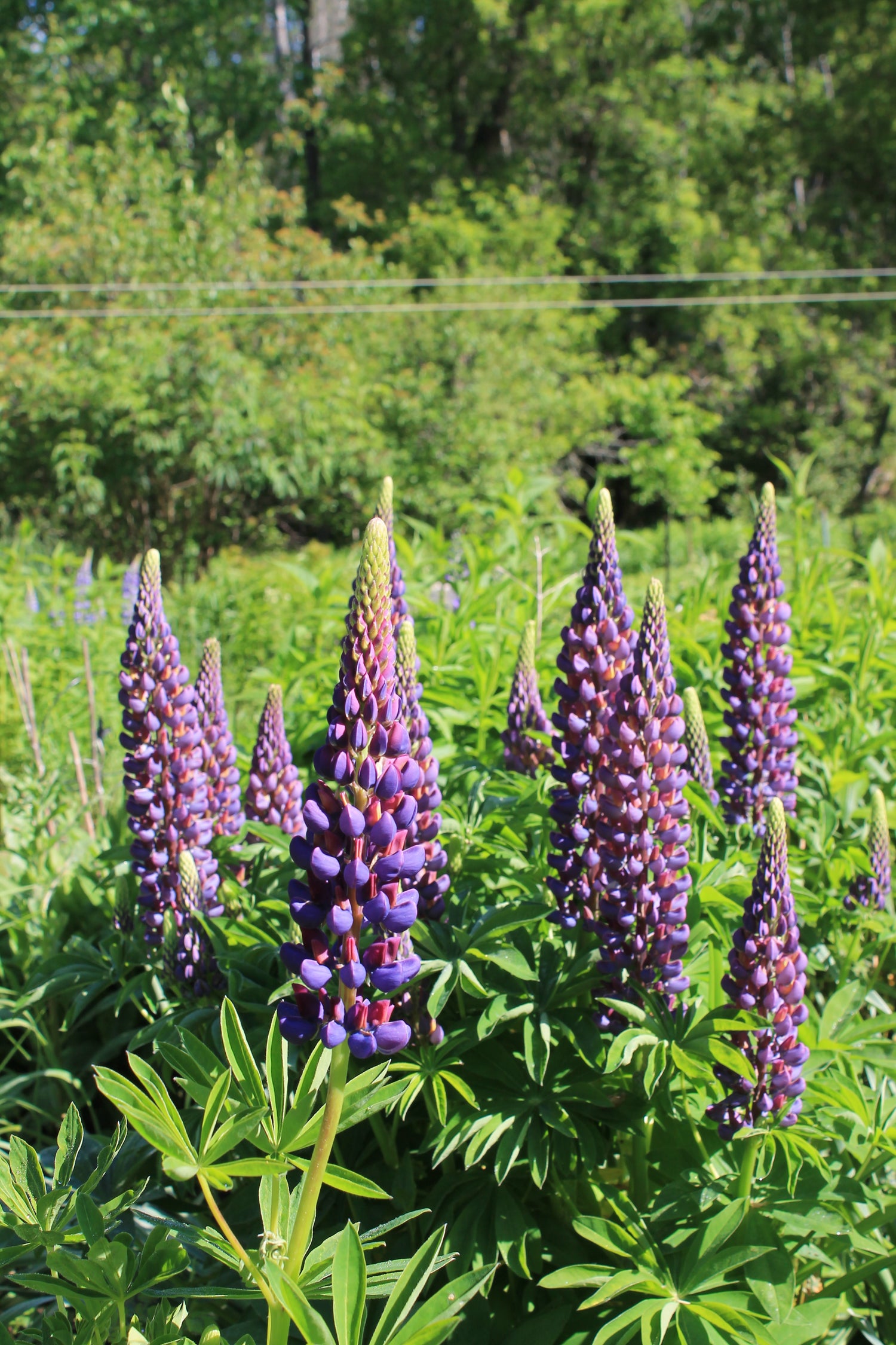 Russel  Lupine, seeds