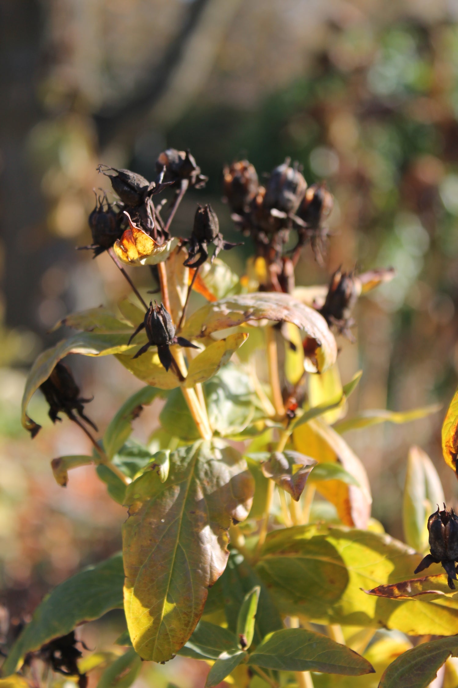 Giant_St._John_s_wort_Seed_heads_