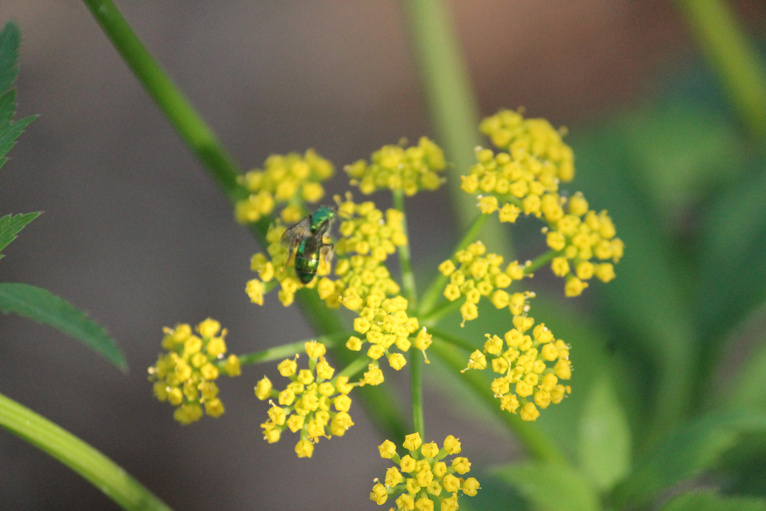 Golden Alexanders, Zizia aurea