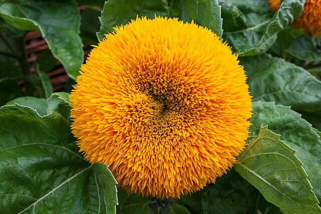 Helianthus_annuus_-_Teddy_Bear