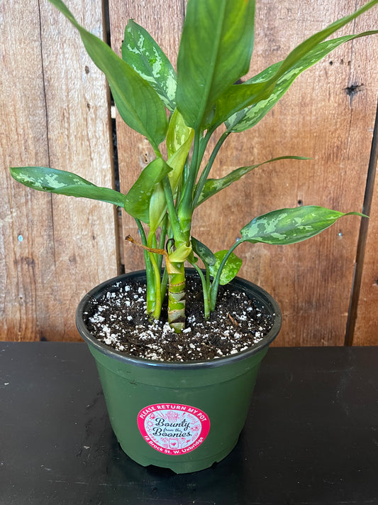 Aglaonema (Chinese Evergreen) Silver Queen