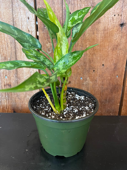 Aglaonema (Chinese Evergreen) Silver Queen