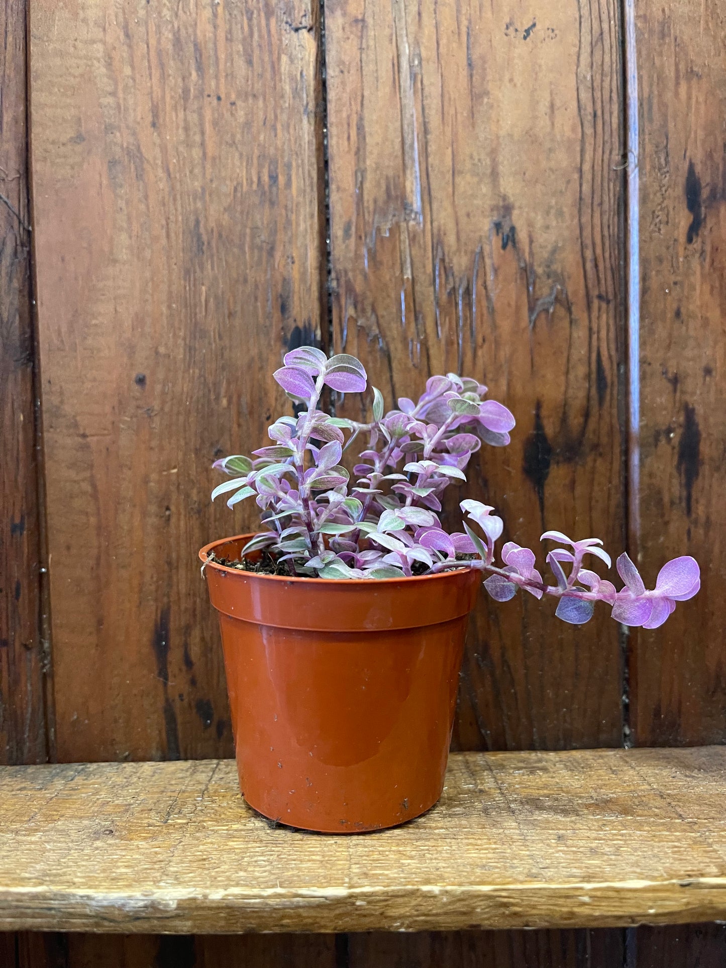 Turtle Vine Pink Lady 2" pot