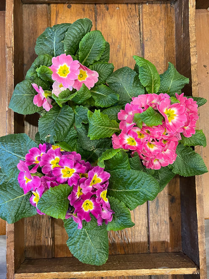 Primula