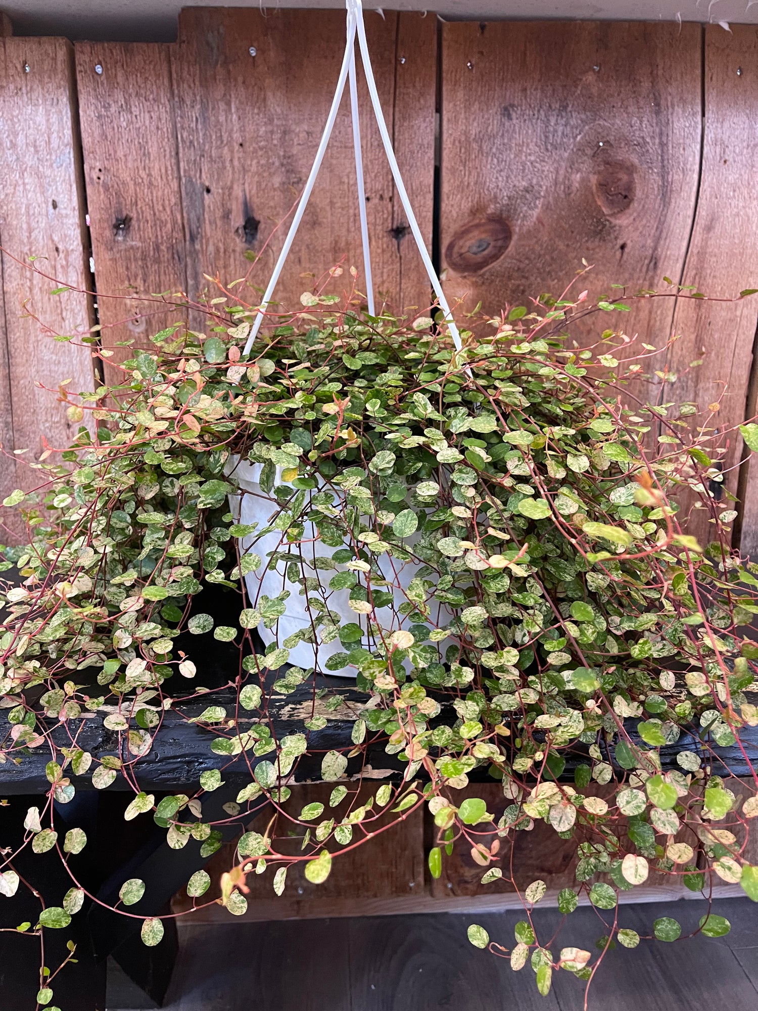 Hanging Wire Vine 8"