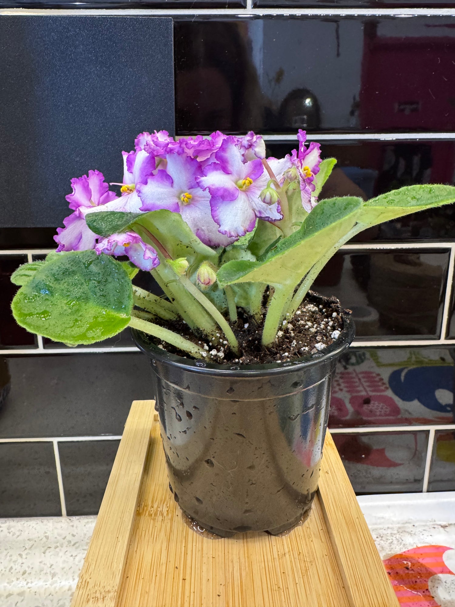 African Violet- ruffled