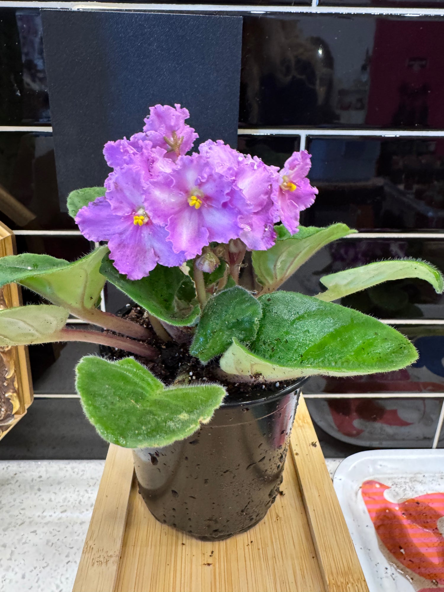 African Violet- ruffled