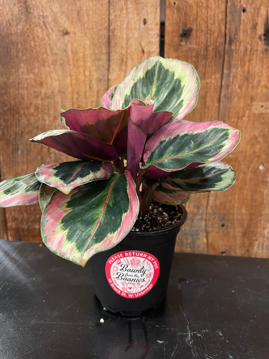 Calathea Roseopicta