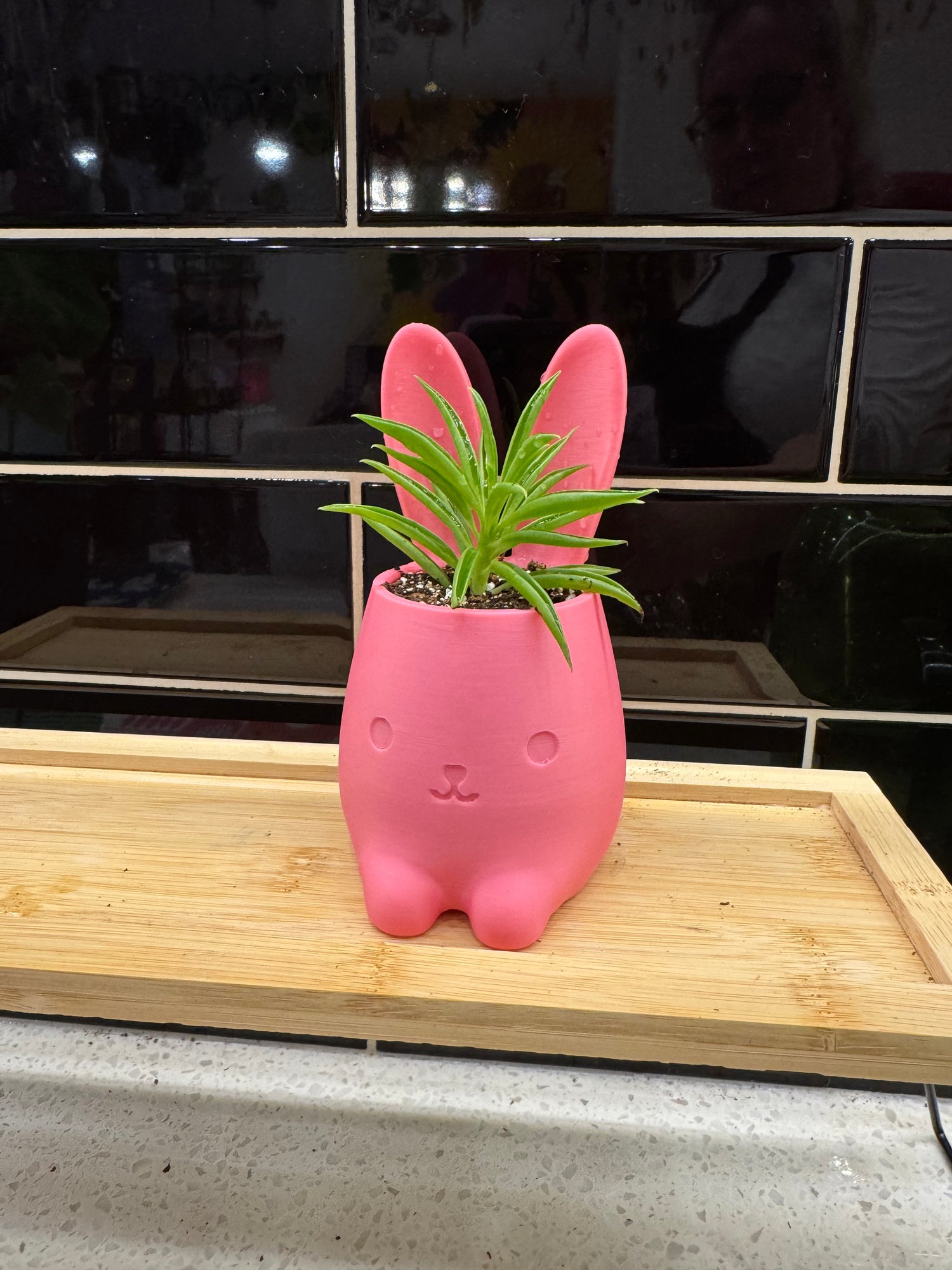 Ux 3D mini bunny potted with succulent