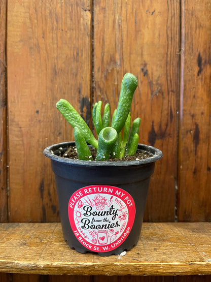 Cassula Ovata Gollum: Shrek Ears 3”
