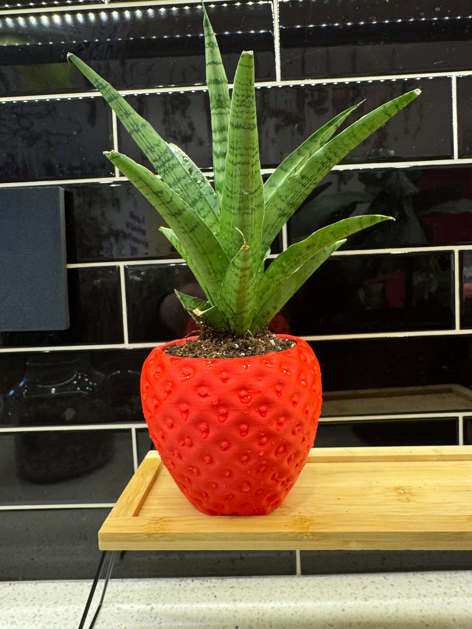 Sansevieria Piano Potted in Strawberry