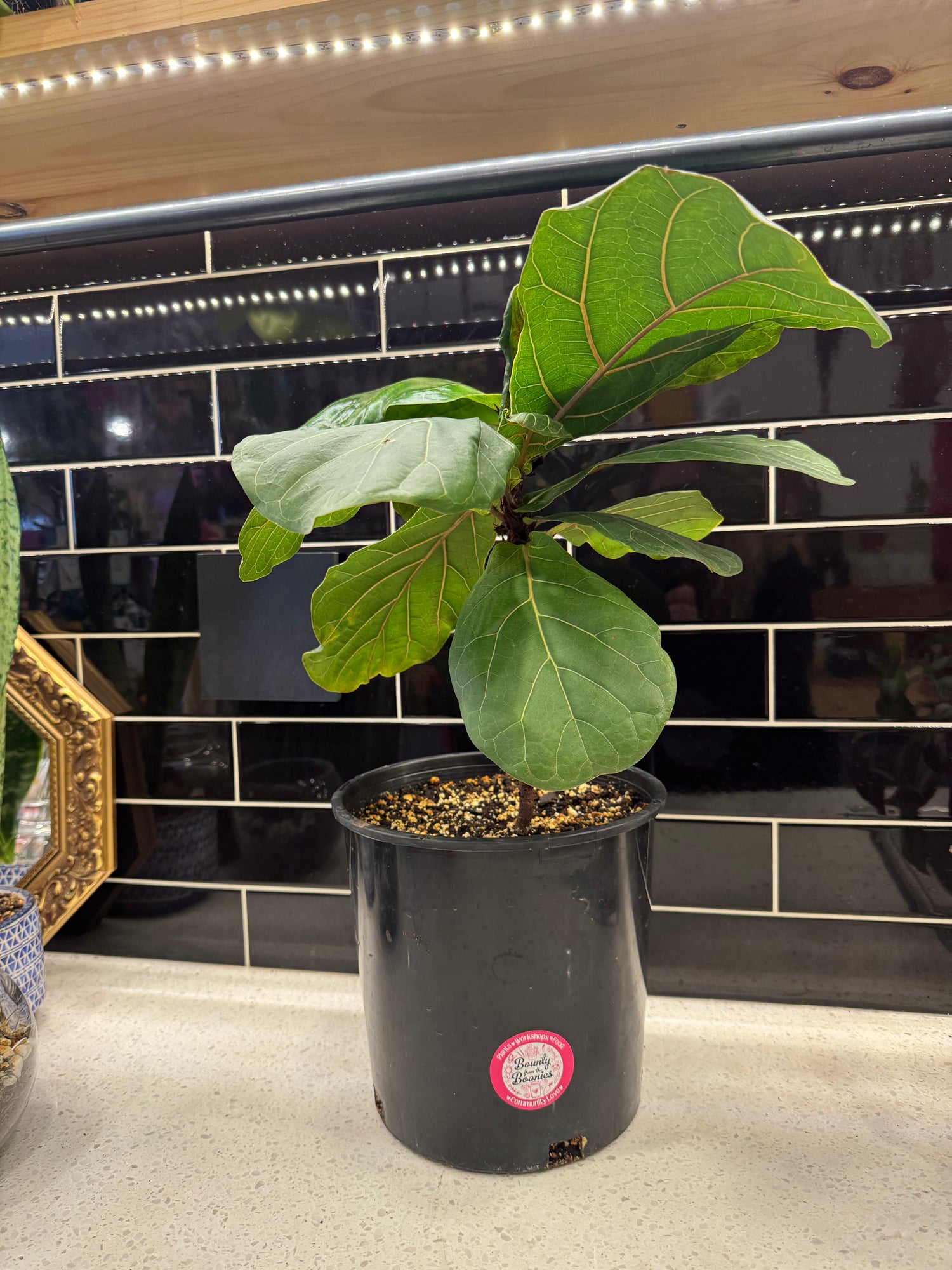 Fiddle Leaf Fig