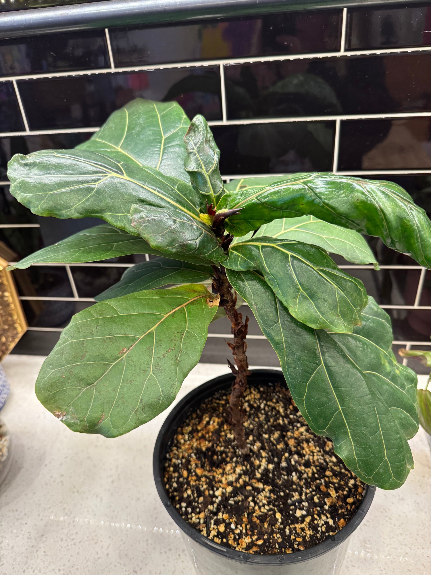 Fiddle Leaf Fig