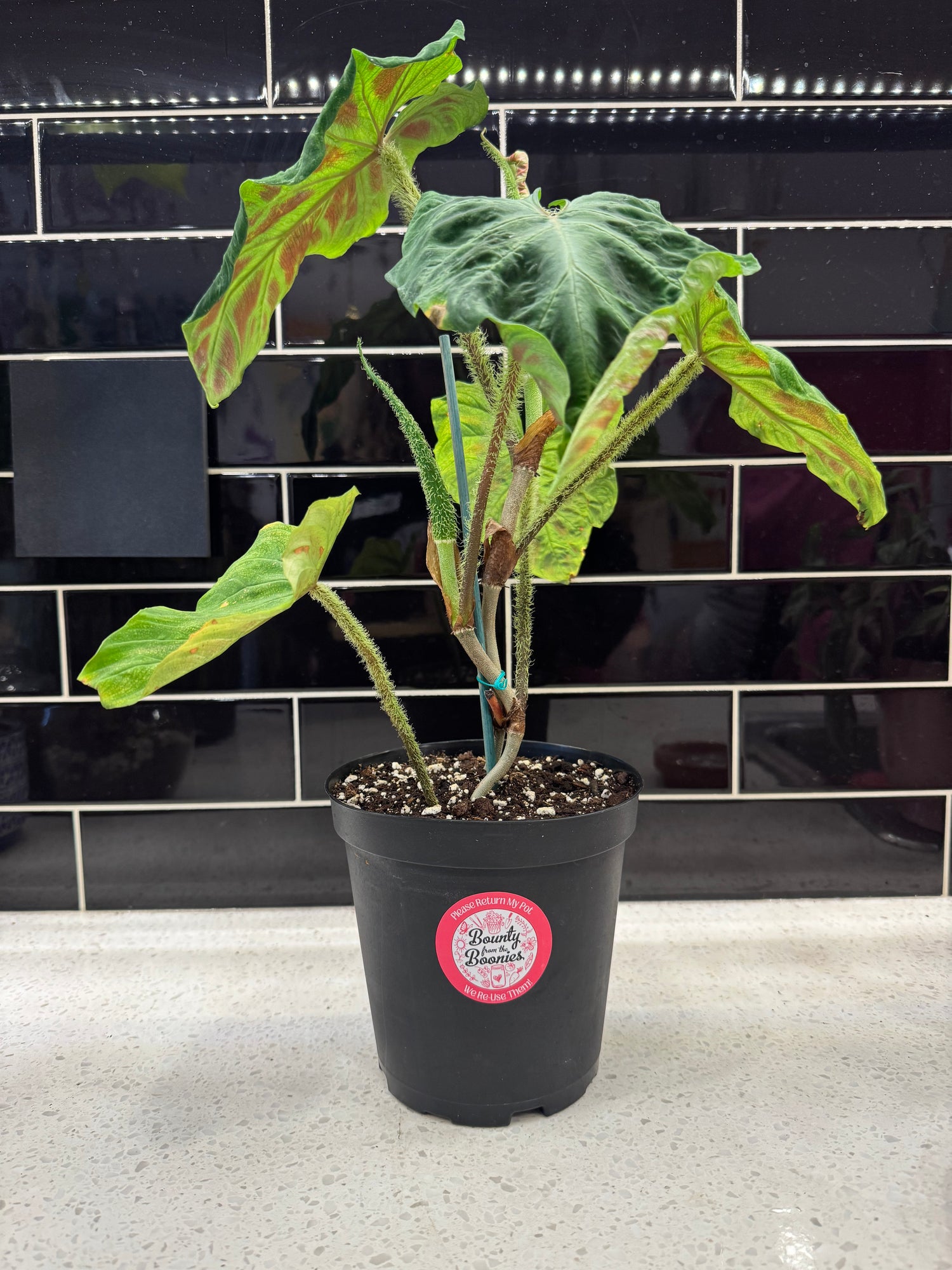 Philodendron Verrucosum