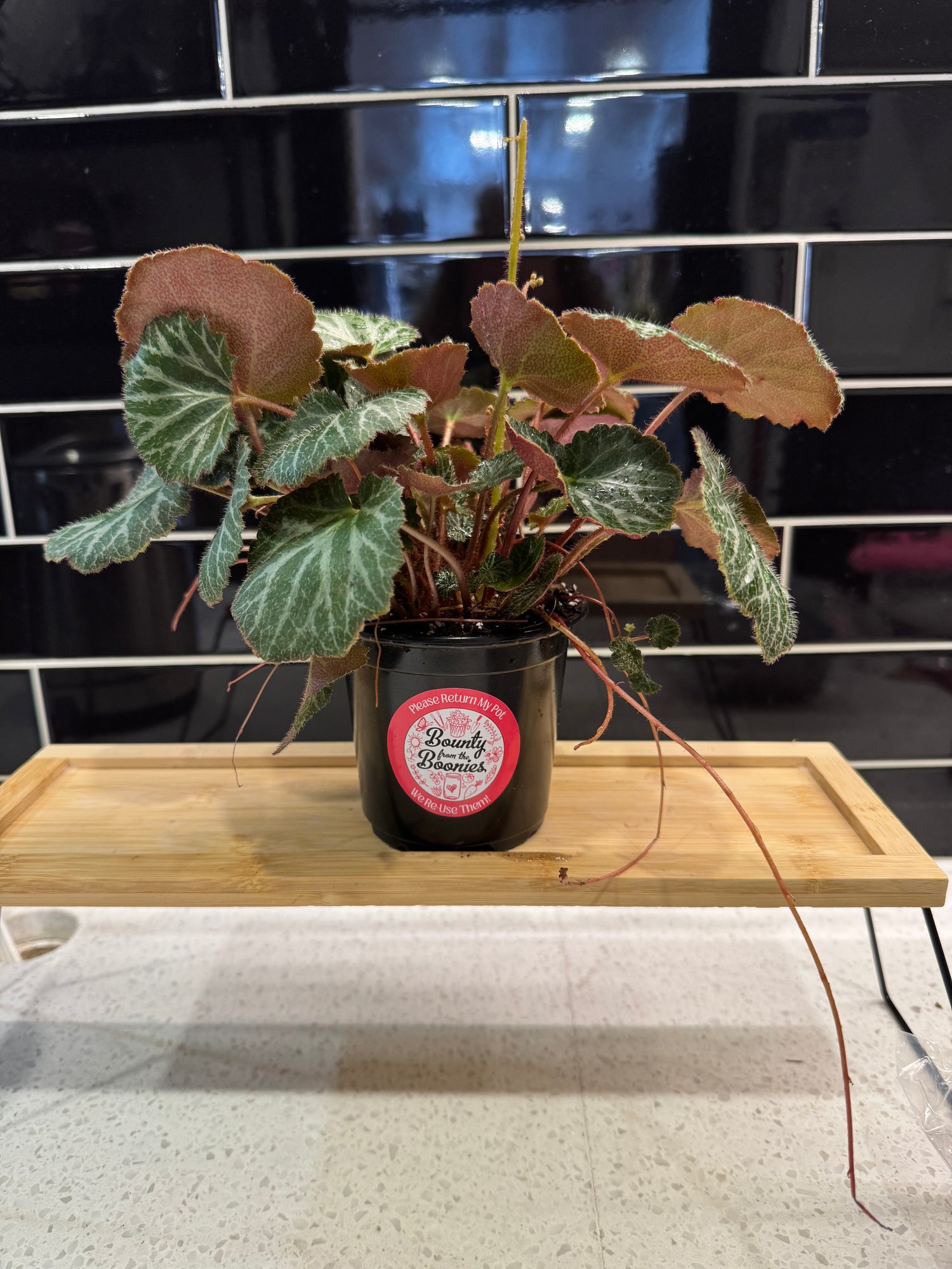 Strawberry Begonia