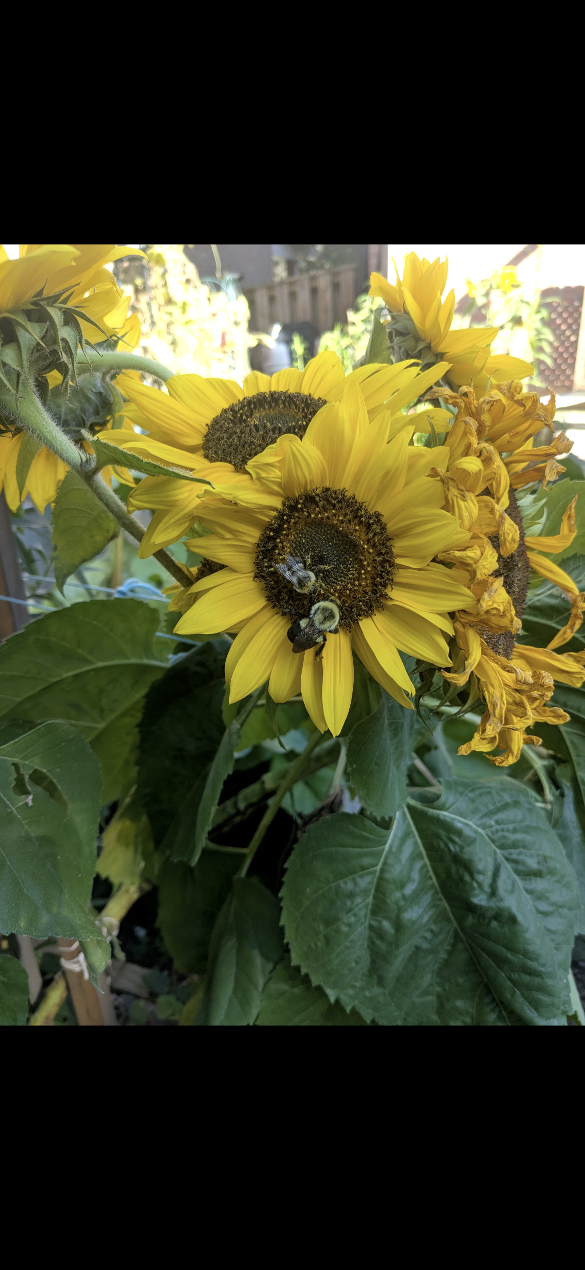 Sunflower, Yellow Branching, seeds