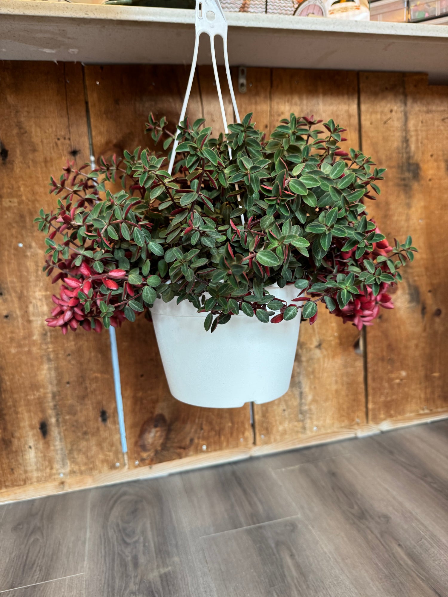Peperomia - Red Log (Whorled, Belly Button) 8”