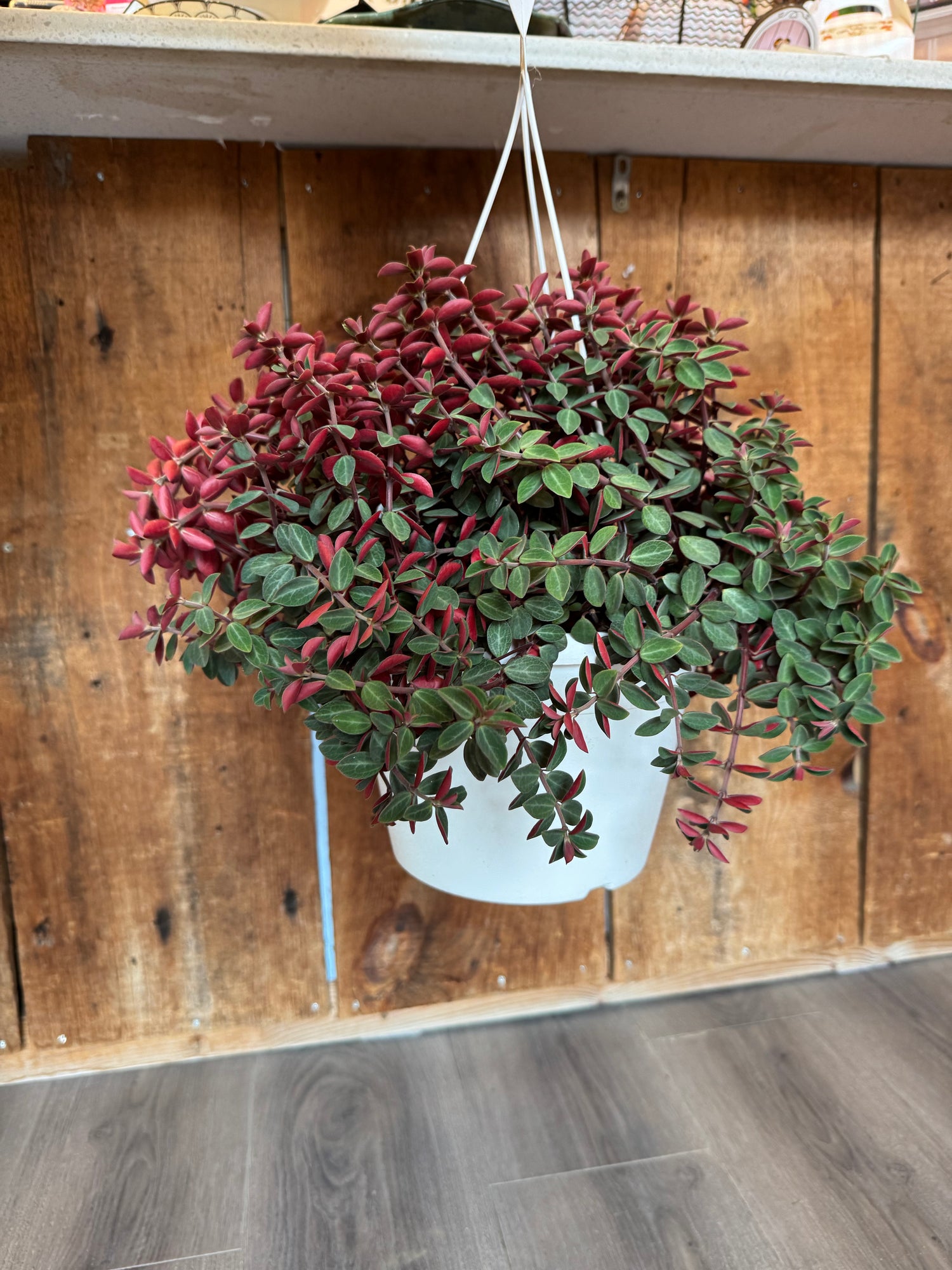 Peperomia - Red Log (Whorled, Belly Button) 8”