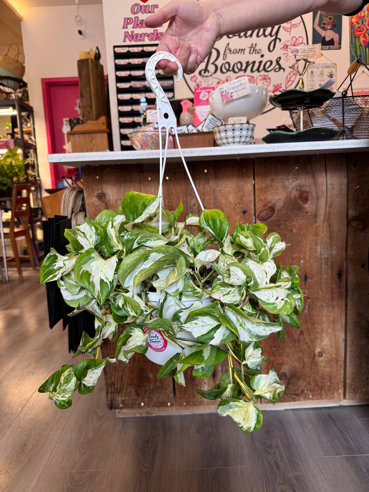 Pothos - Manjula