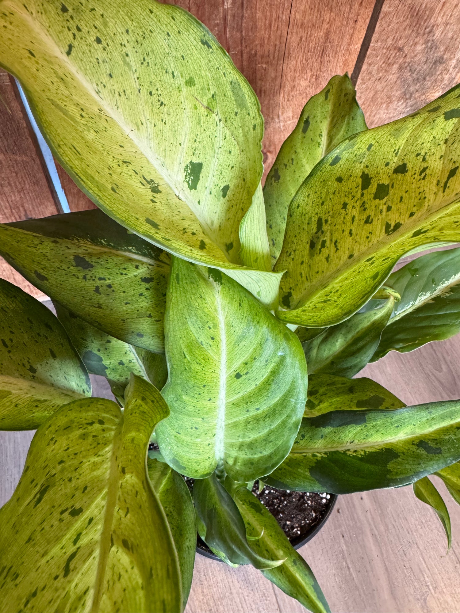 Dieffenbachia,  camouflage