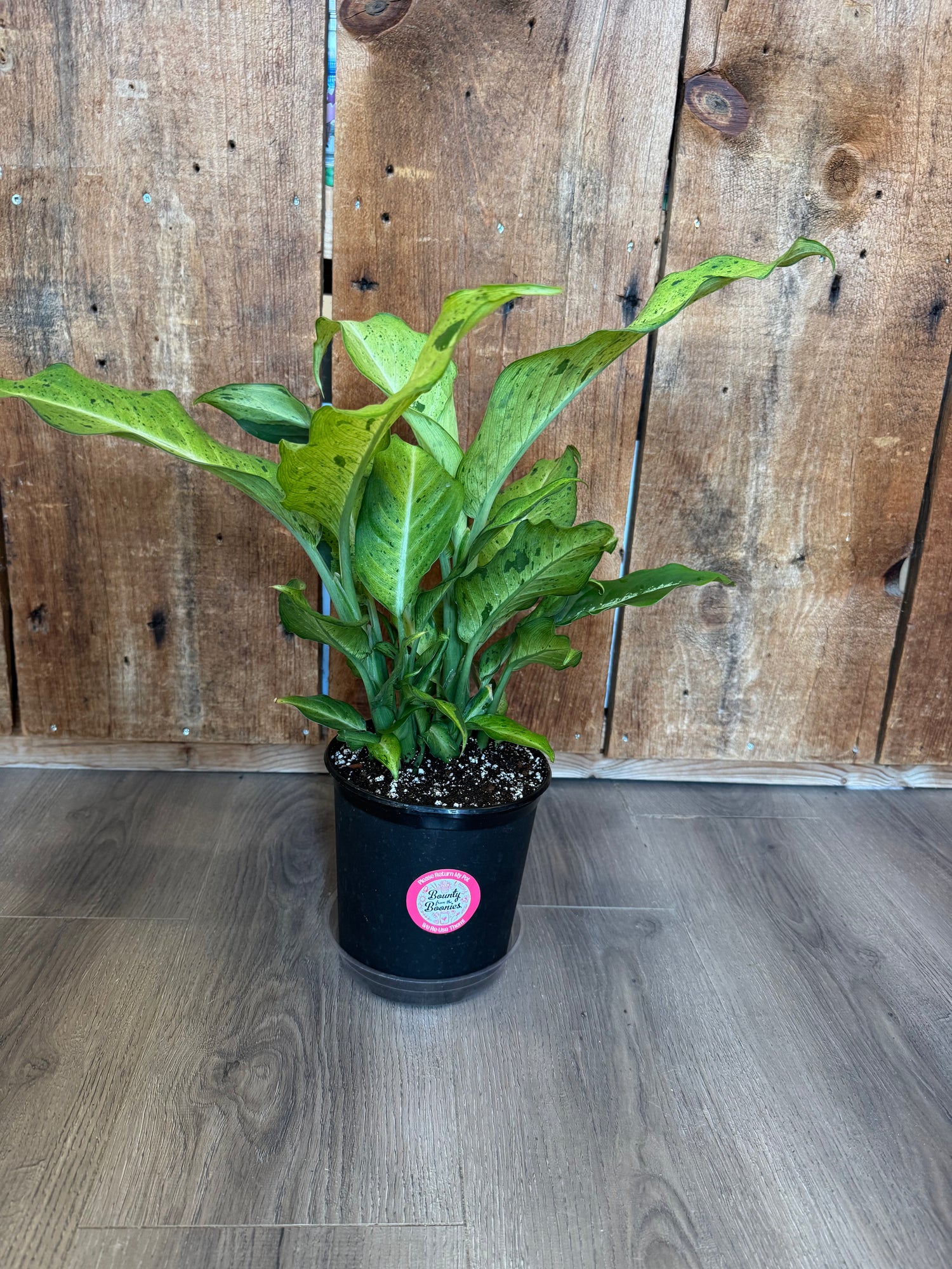 Dieffenbachia,  camouflage
