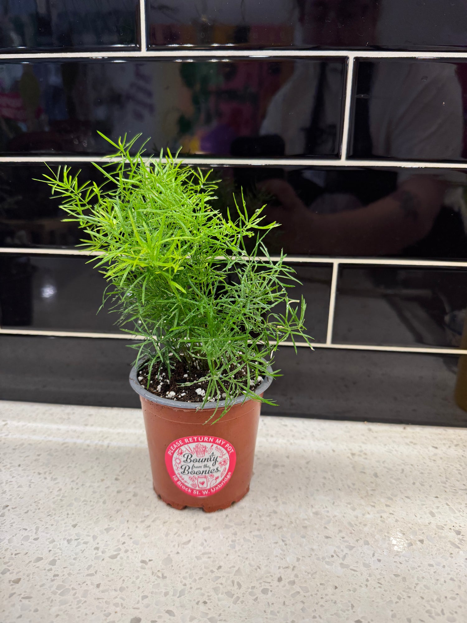Asparagus Fern - Sprengeri