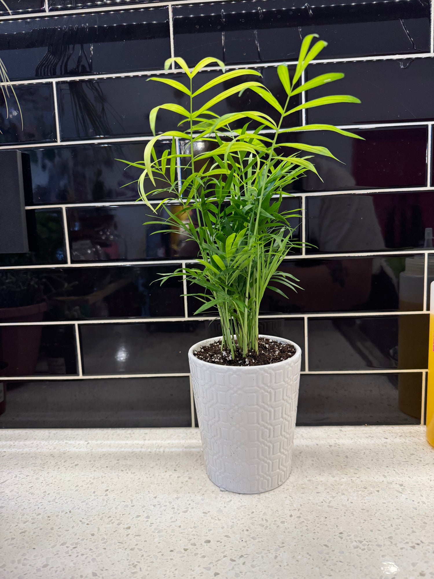 Parlour Palm potted in Tall White Pot