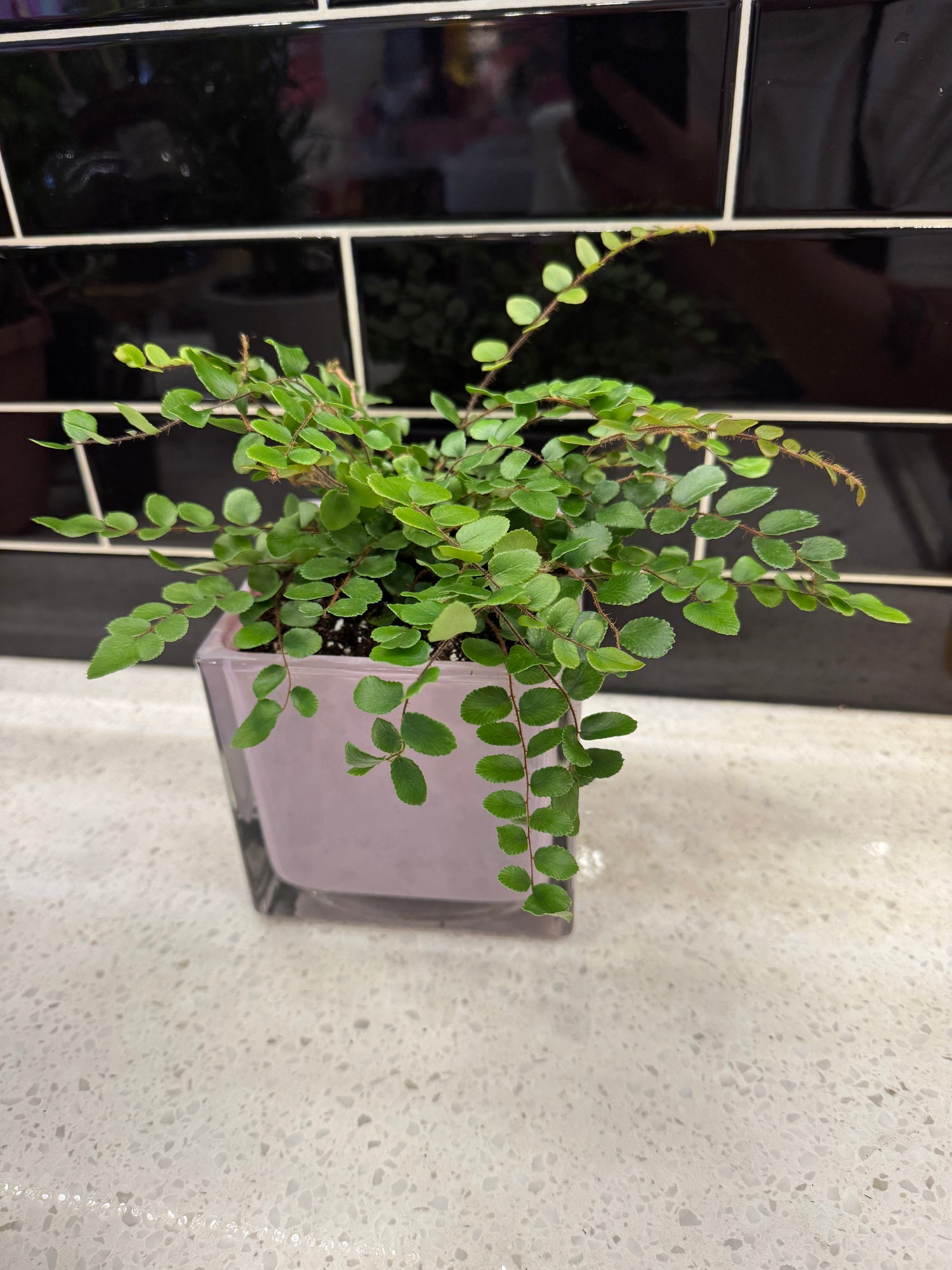 Button Fern Potted in Purple Cube Pot