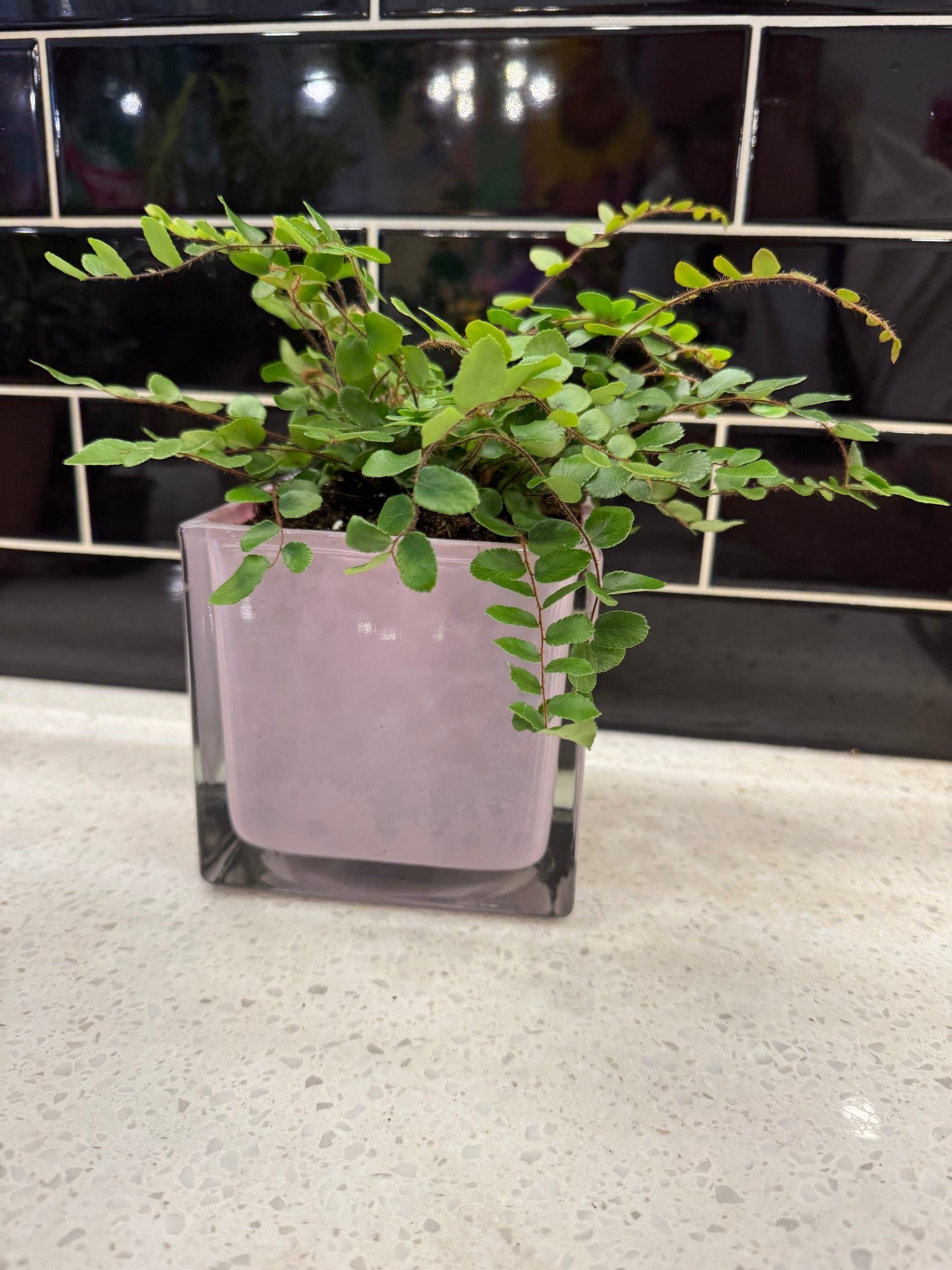 Button Fern Potted in Purple Cube Pot
