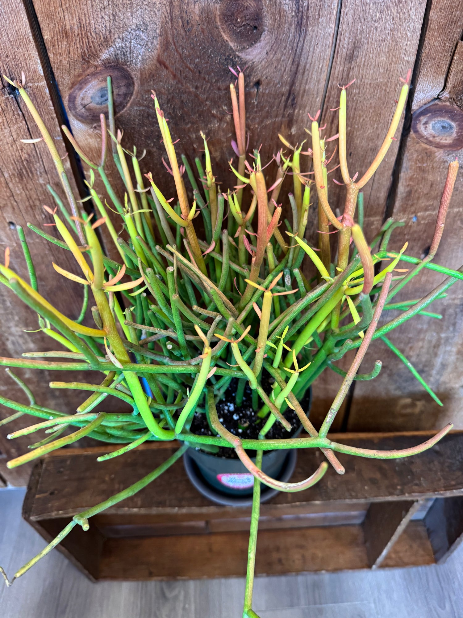 Cactus, Pencil- sticks on fire
