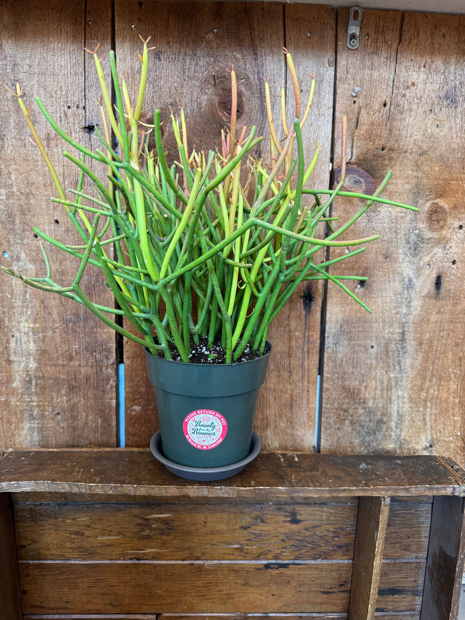 Cactus, Pencil- sticks on fire