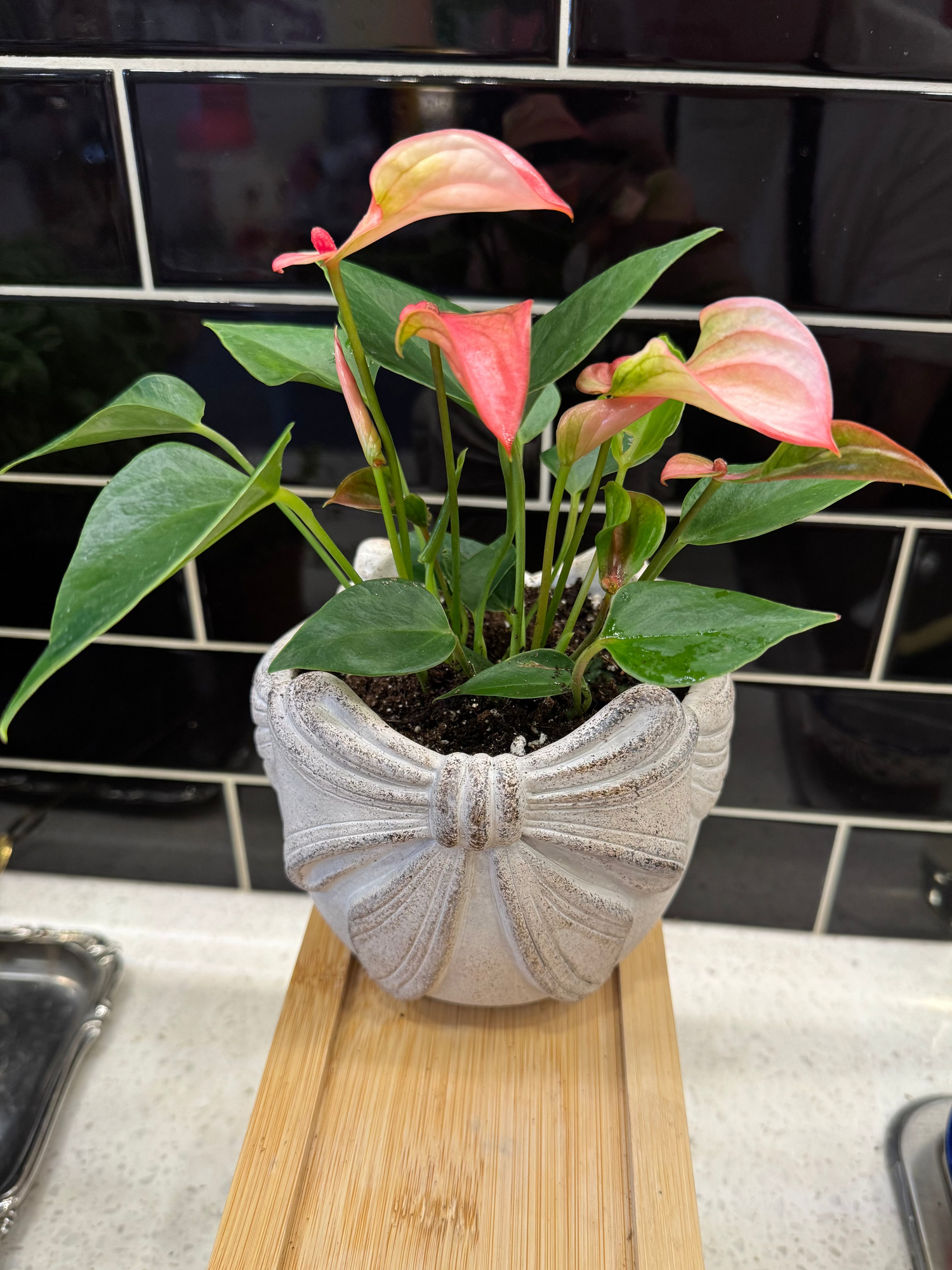 Potted Anthurium in Grey Bow Pot