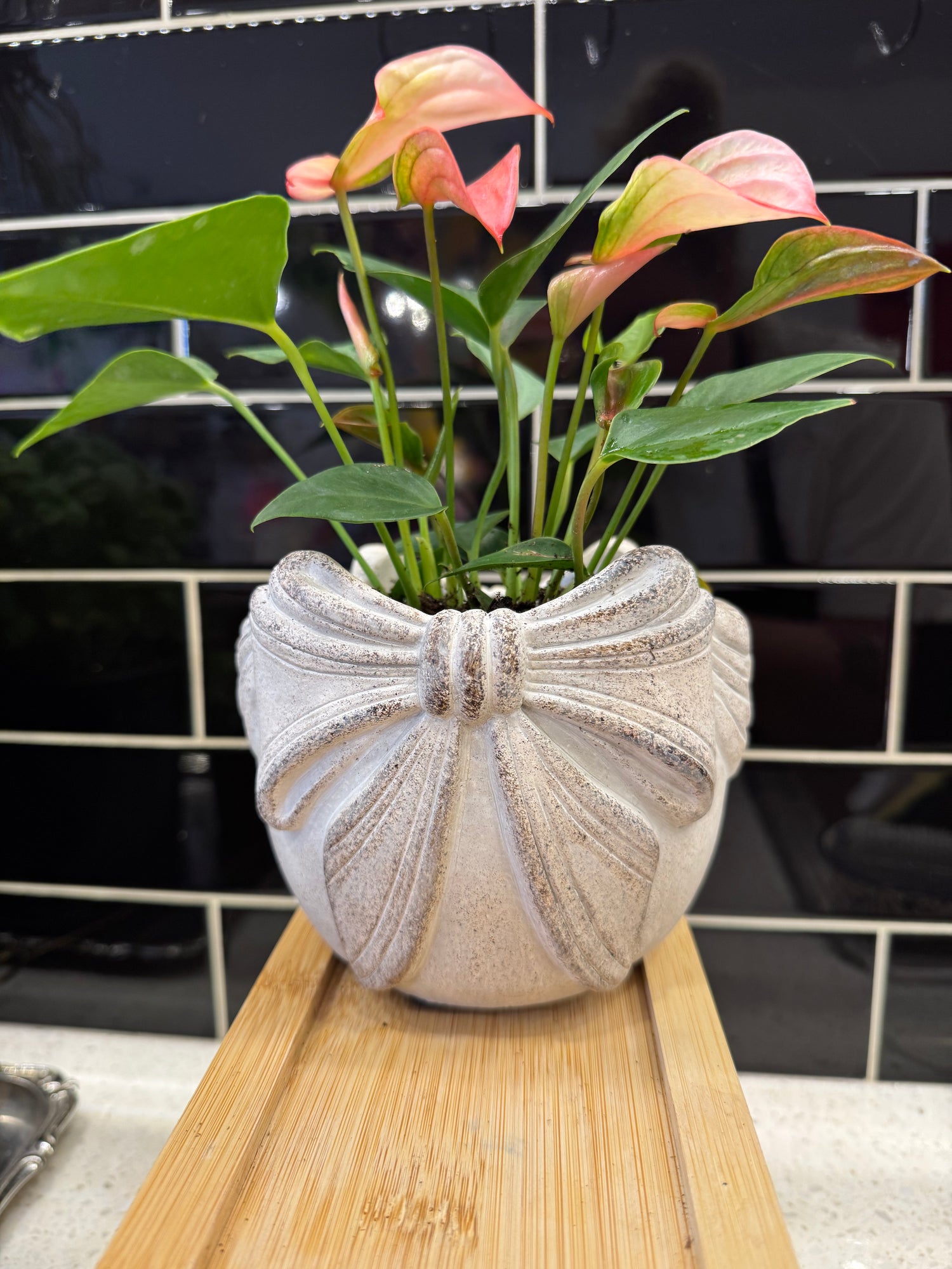 Potted Anthurium in Grey Bow Pot