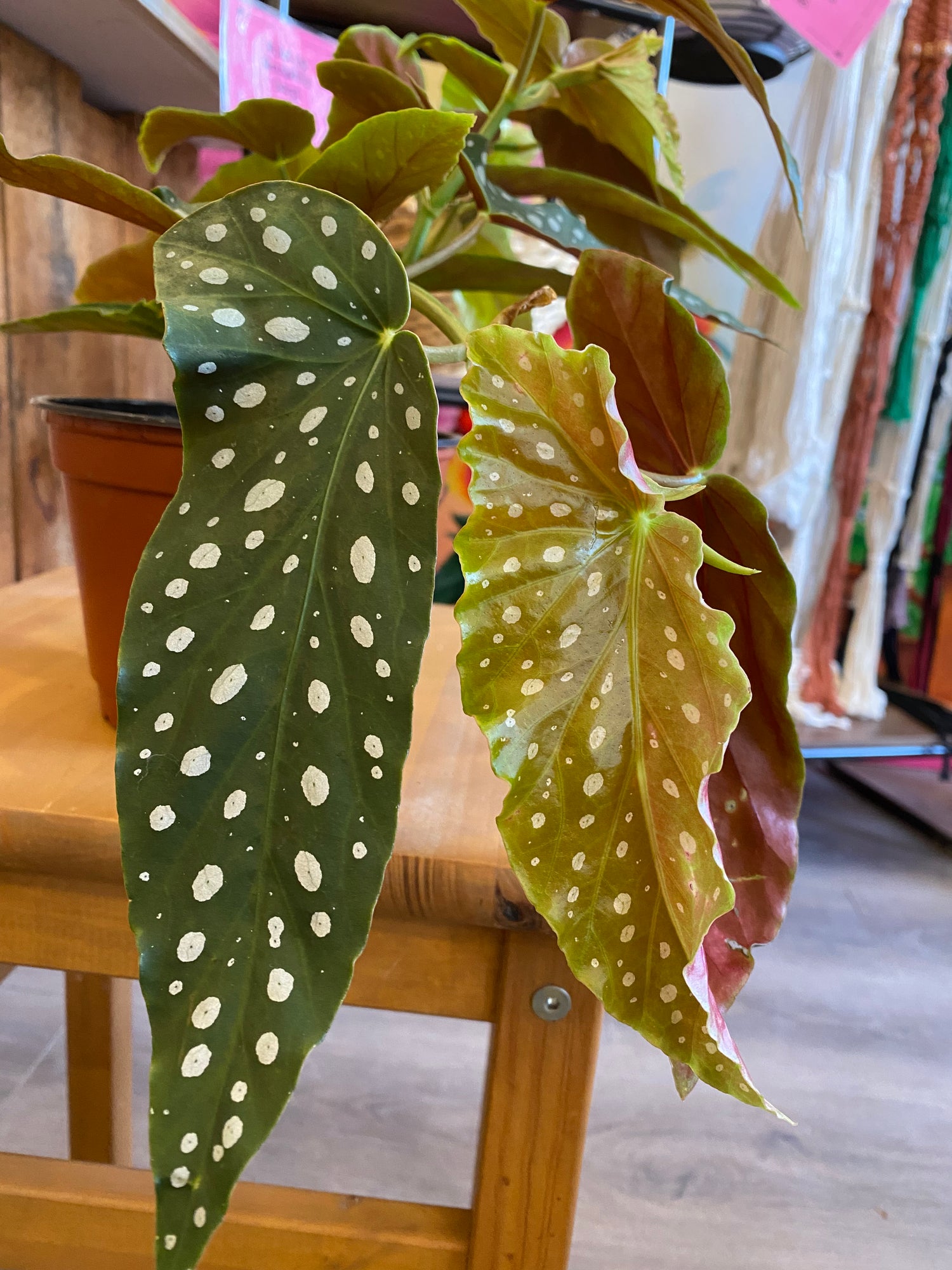 Begonia - Angel Wing (Maculata)