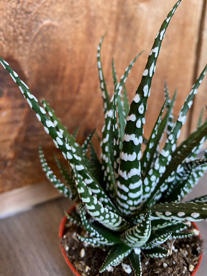 Haworthia Attenuata