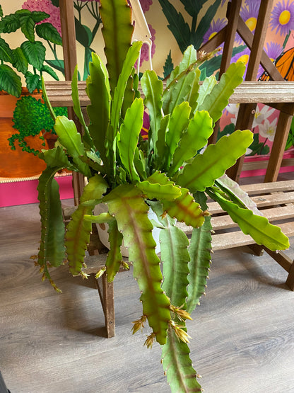 Orchid Cactus