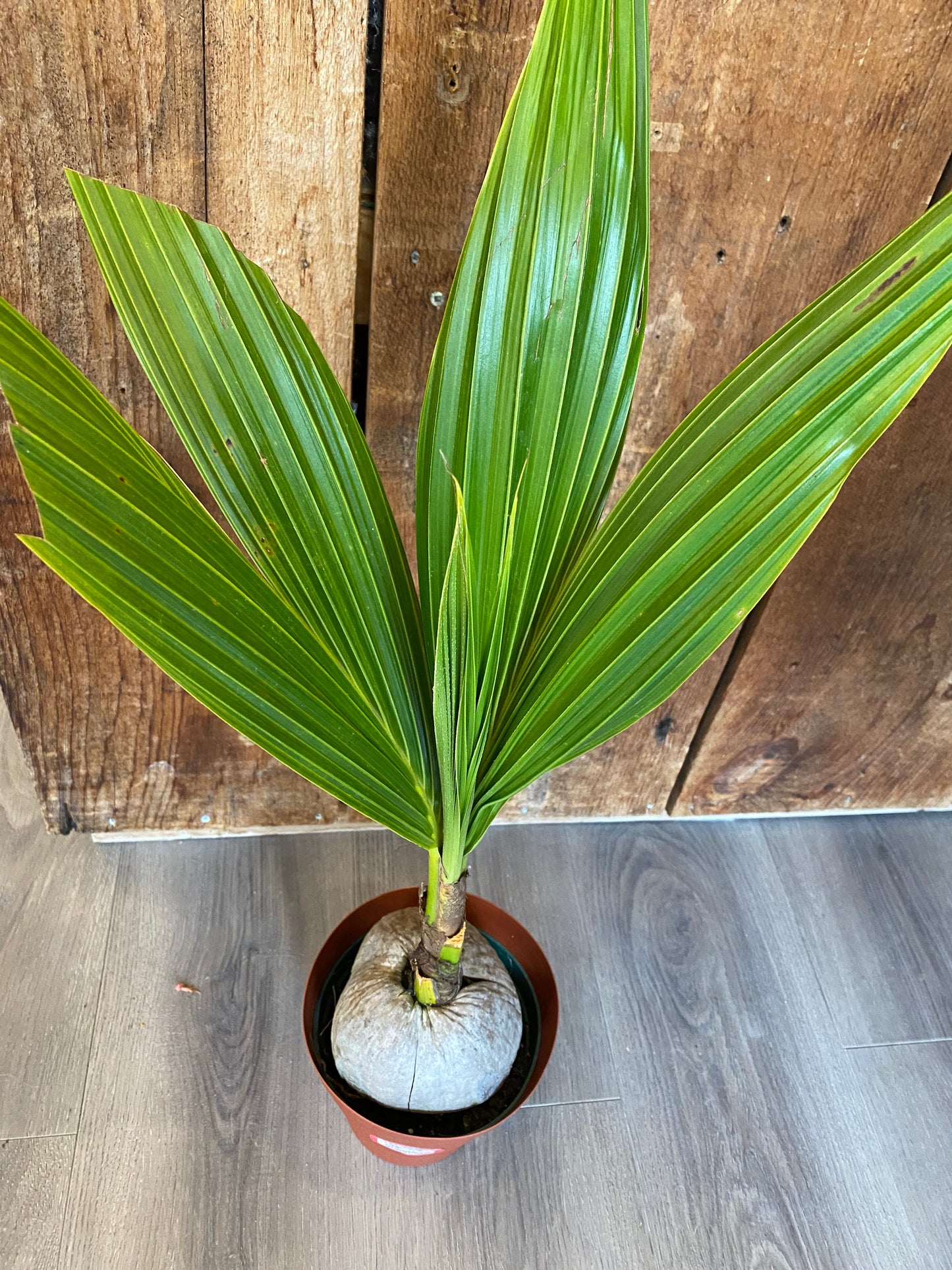 Coconut Palm
