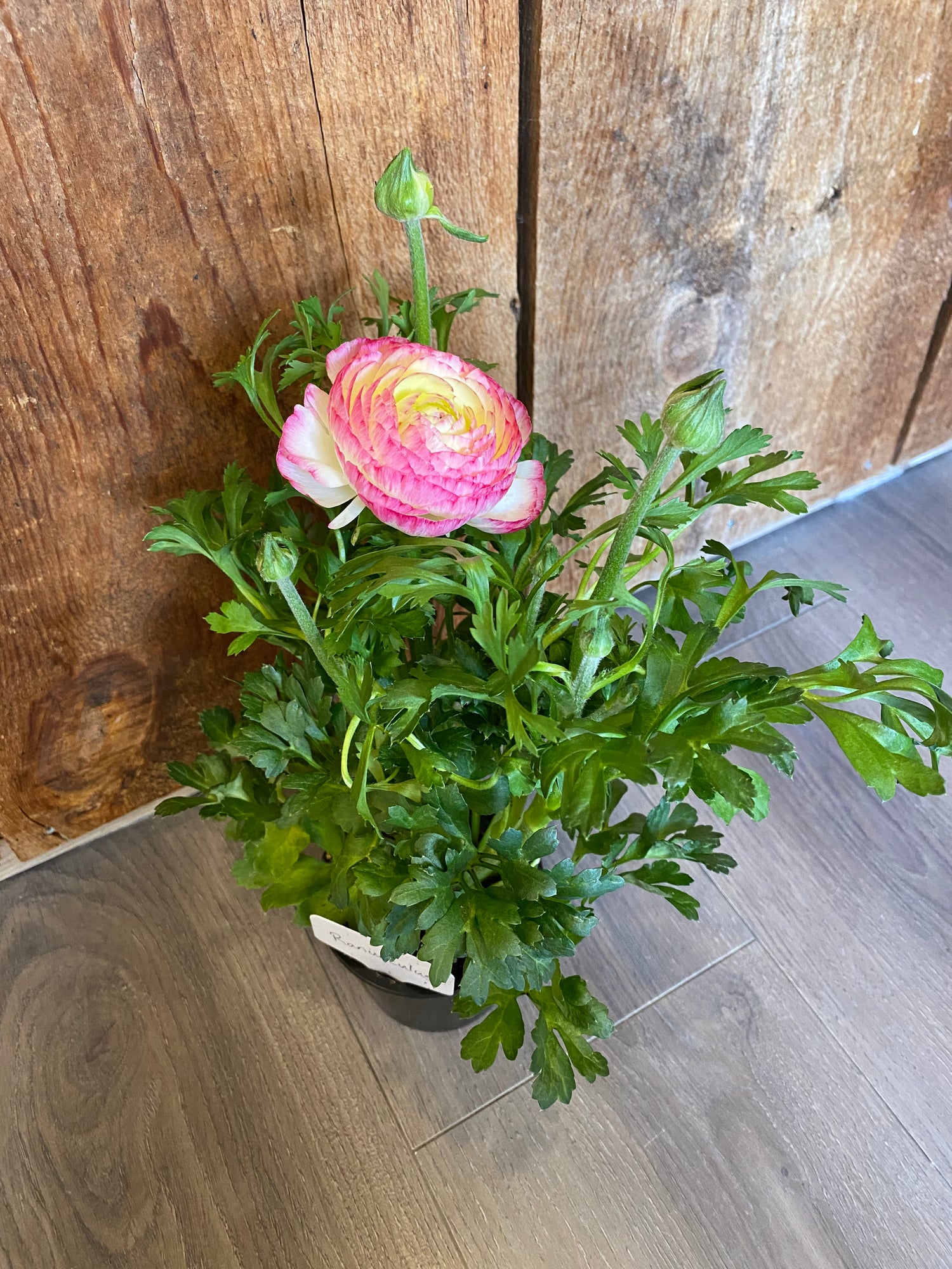 4” Ranunculus
