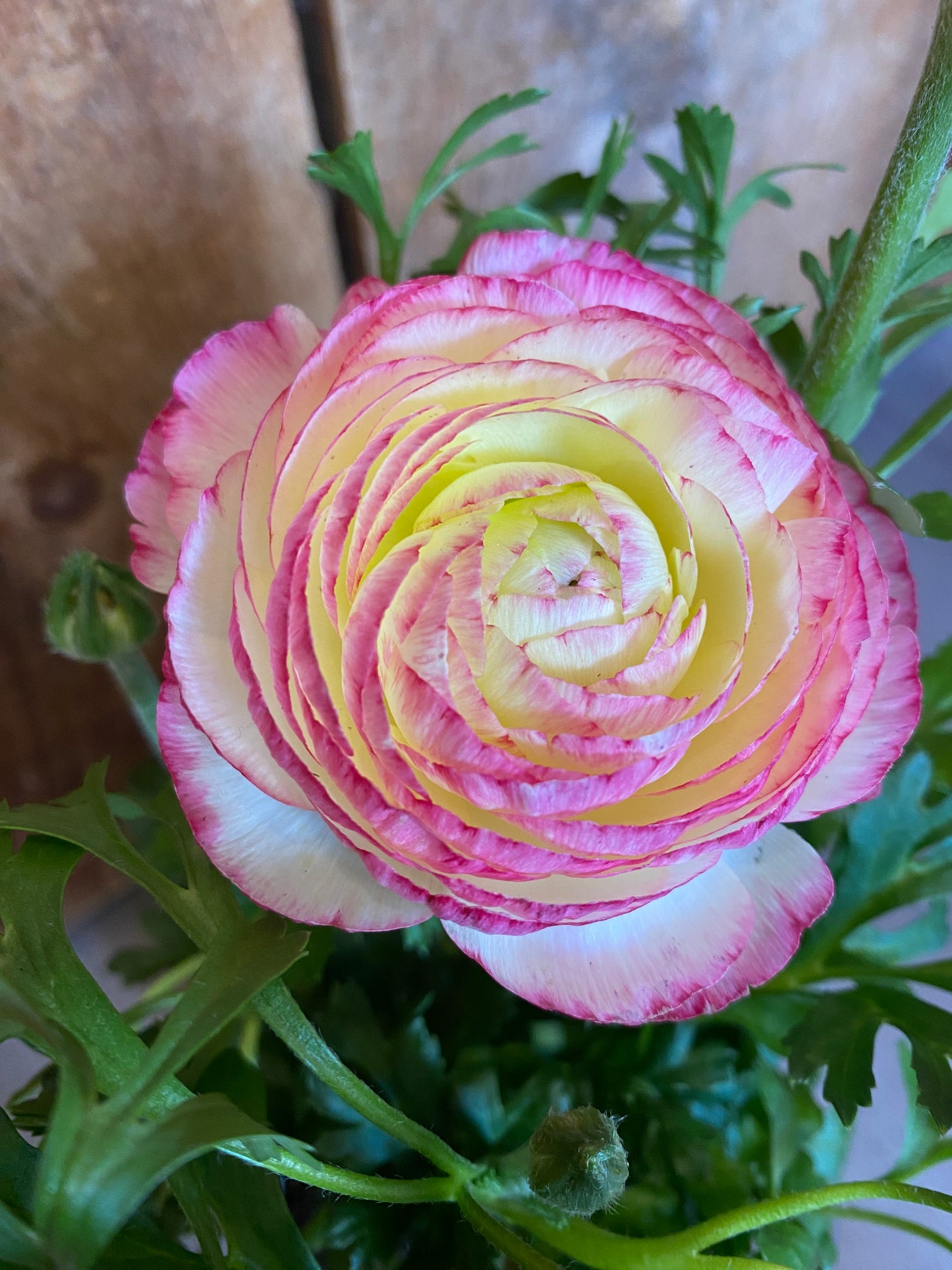 4” Ranunculus