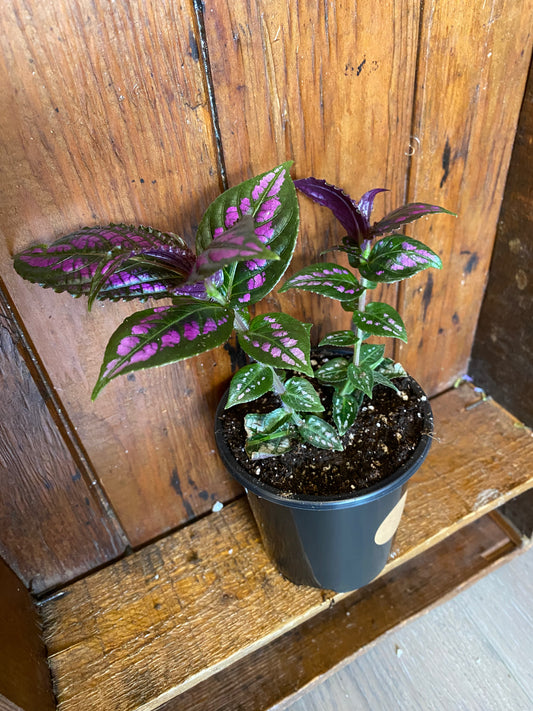 Persian Shield
