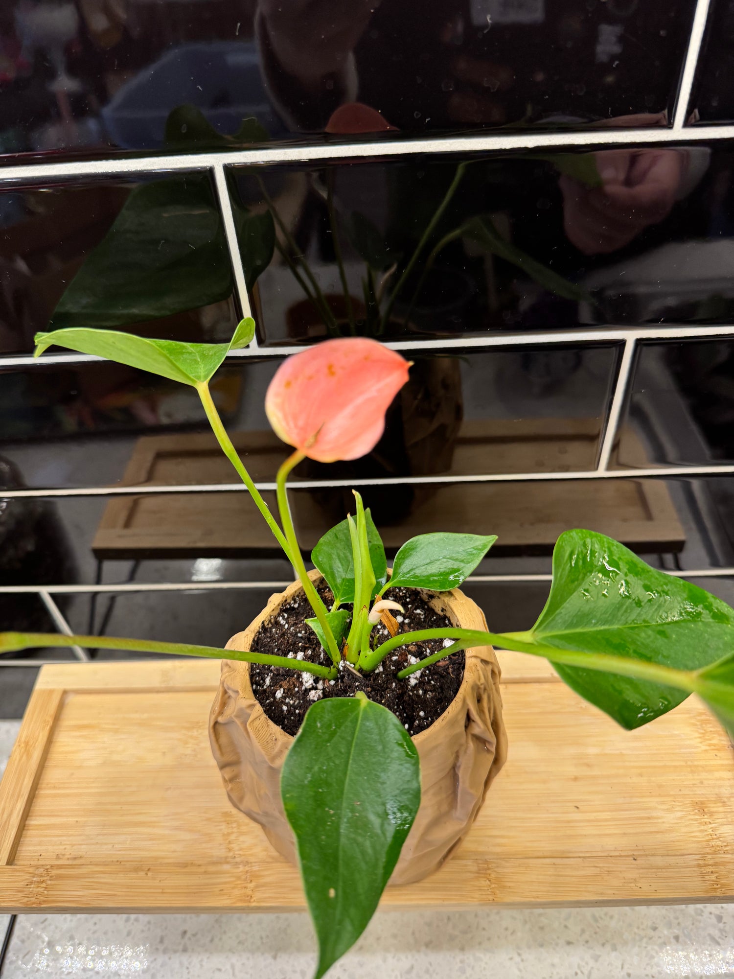 Potted Anthurium in Ux 3D Paper Bag Princess Pot