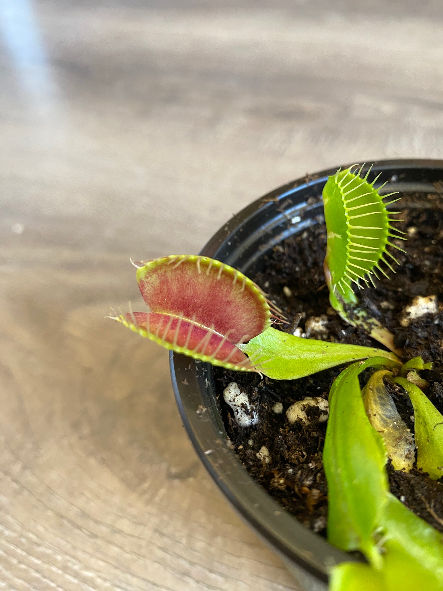 Venus Fly Trap